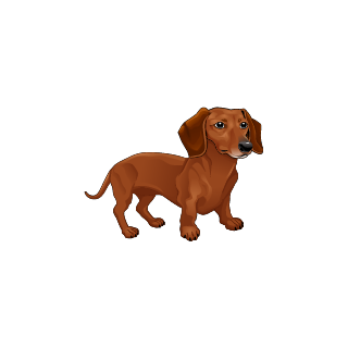 image de petit chien